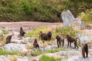 Groupe de Babouins près d'une rivière dans le nord du Serengeti.