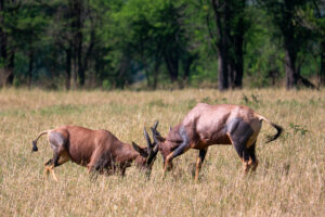 Deux antilopes combattent pour conserver leur territoire à proximité de Kogatende Airstrip.