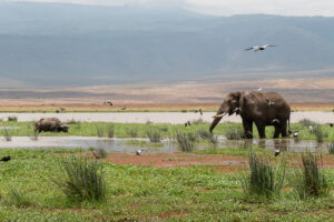Eléphant et buffle en train de se rafraîchir dans le cratère du Ngorongoro.