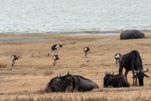 Des gnous se reposent au premier plan tandis que des grues cendrés sont en train de manger en arrière plan au bord du lac dans le cratère de Ngorongoro.