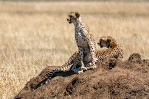 Deux guépards sur un monticule de terre à l'affût de la prochaine proie dans le nord du Serengeti.