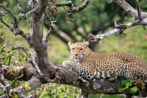 Léopard perché sur un arbre dans la réserve de Grumeti en Tanzanie.