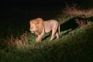 Un lion croisé pendant un safari nocturne en 4x4 électrique dans la réserve de Grumeti en Tanzanie.