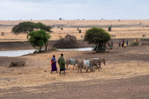Des habitants vont chercher leur réserve d'eau douce avec leurs ânes près des points d'eau naturels.