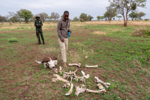 Observation des restes d'un buffles lors d'un safari à pied dans la réserve de Grumeti en Tanzanie.