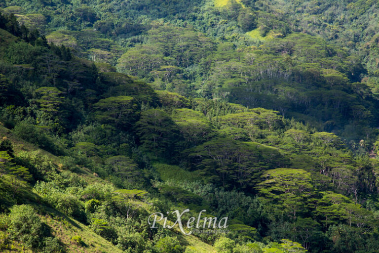 montagne-magique-moorea-0604