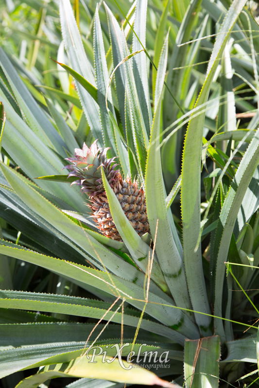 route-ananas-moorea-0679