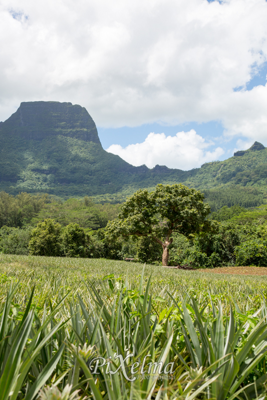 route-ananas-moorea-0688