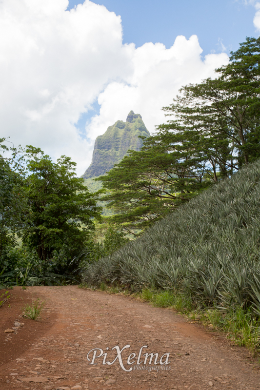route-ananas-moorea-0695