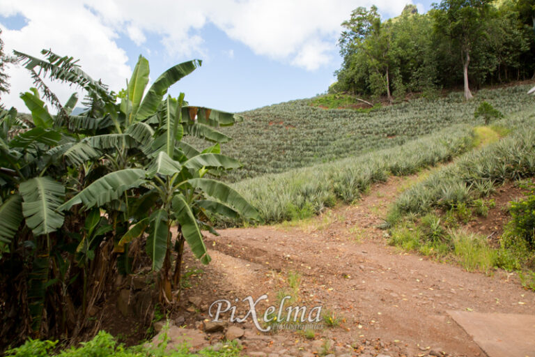 route-ananas-moorea-0697