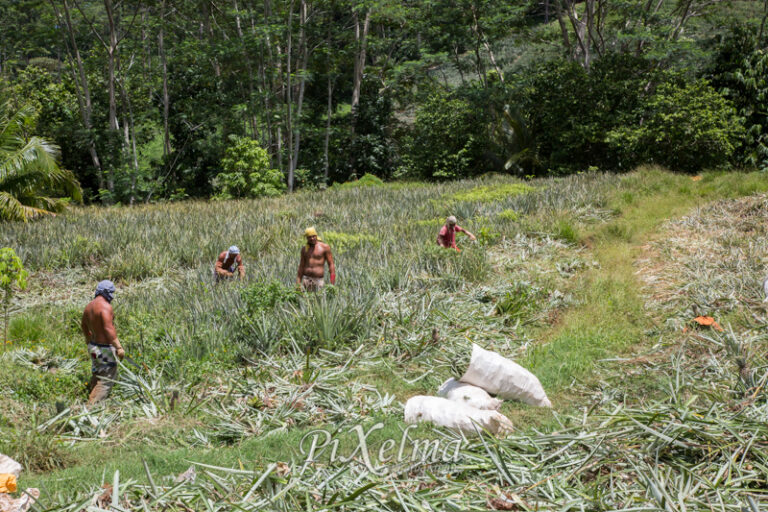 route-ananas-moorea-0722